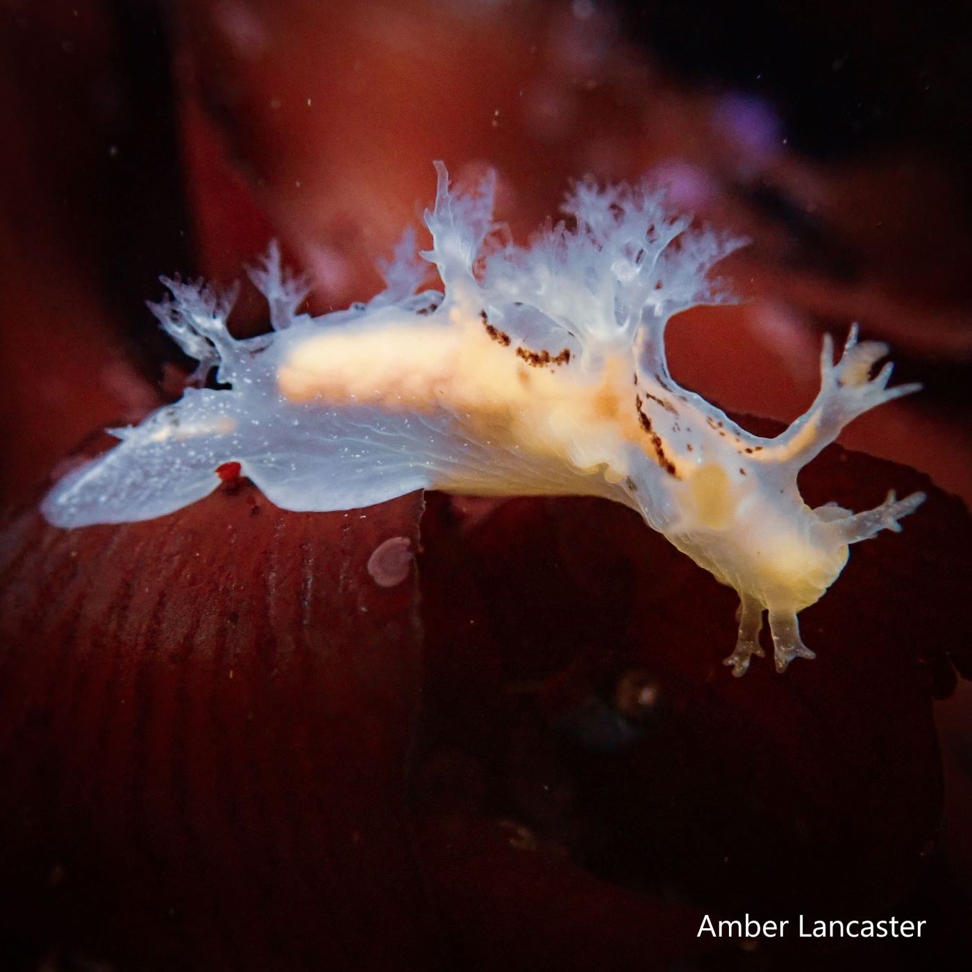 A white nudibranch underwater in front of a leave of reddish seaweed